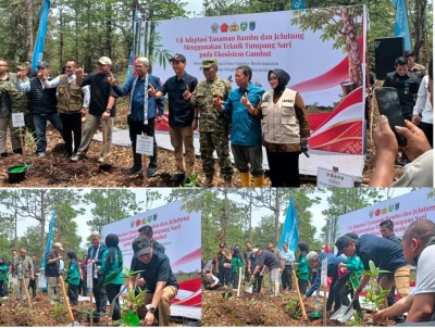 BPGMN Laksanakan Uji Adaptasi Bambu dan Jelutung di Lahan Gambut OKI, Ini Tujuannya
