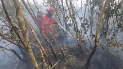 Karhutla di OKI Hanguskan Lahan Gambut,…