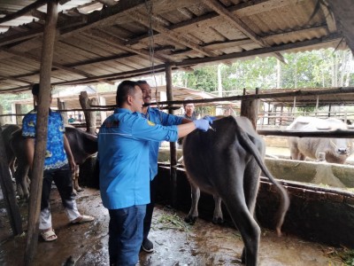 Menyelamatkan Kerbau Pampangan dari Kepunahan
