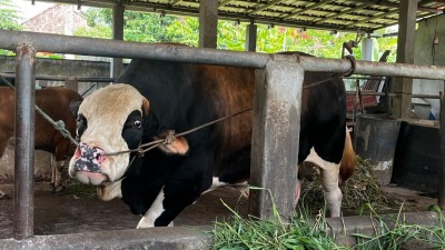 Panda, Sapi Kurban Presiden Berbobot 964 Kilogram Disalurkan ke Musala di Kawasan Padat Penduduk