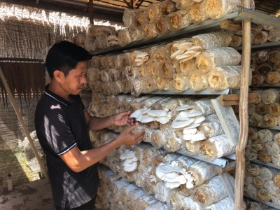 Pasokan Minim, Budidaya Jamur Tiram di Palembang…