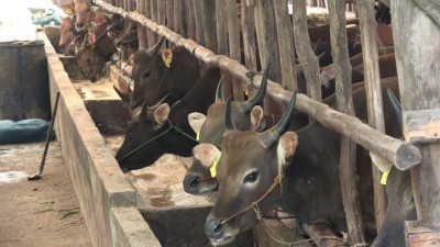 Pemprov Sumsel Perkuat Pengawasan Pemotongan…