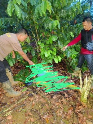 Penusukan Maut di Desa Mendingin Terungkap, Pelaku Serahkan Diri ke Polisi