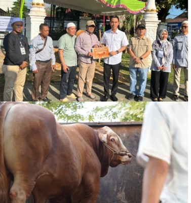 Sapi 1,1 Ton Milik Peternak OKI Jadi Pilihan Kurban Presiden Prabowo