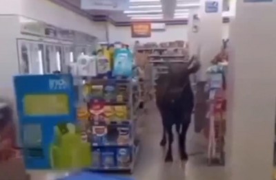 Sapi Kurban Ngamuk, Masuk ke Indomaret dan…