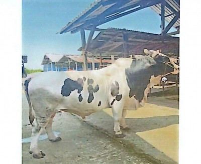 'Si Belang', Sapi Kurban 859 Kg dari Presiden…