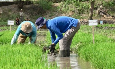 Target Serapan Naik 29,4 Persen, Bulog Sumsel…